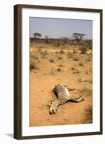 Dead Grevy's Zebra (Equus Grevyi) Most Likely the Result of the Worst Drought (2008-2009)-Lisa Hoffner-Framed Photographic Print