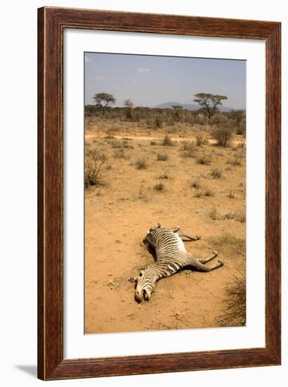 Dead Grevy's Zebra (Equus Grevyi) Most Likely the Result of the Worst Drought (2008-2009)-Lisa Hoffner-Framed Photographic Print