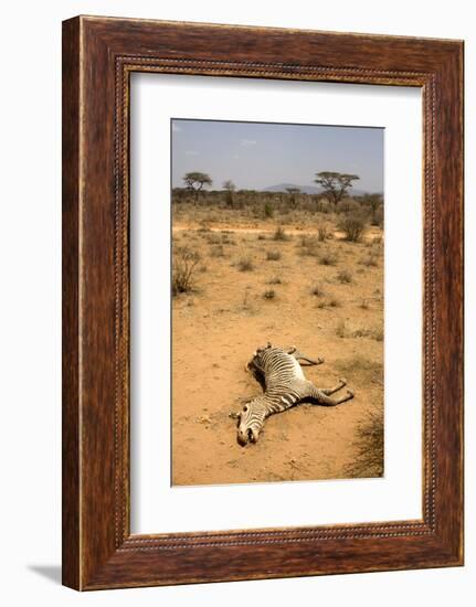 Dead Grevy's Zebra (Equus Grevyi) Most Likely the Result of the Worst Drought (2008-2009)-Lisa Hoffner-Framed Photographic Print