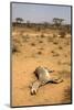 Dead Grevy's Zebra (Equus Grevyi) Most Likely the Result of the Worst Drought (2008-2009)-Lisa Hoffner-Mounted Photographic Print