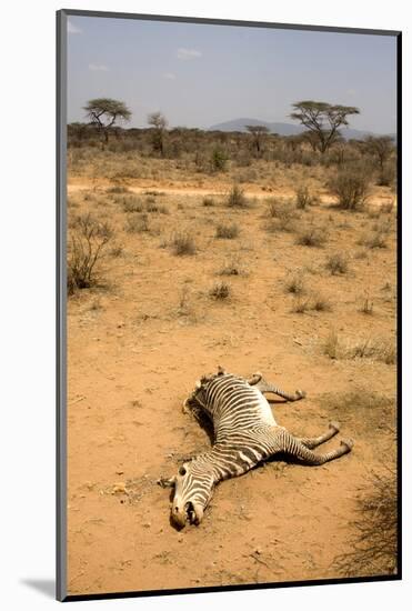 Dead Grevy's Zebra (Equus Grevyi) Most Likely the Result of the Worst Drought (2008-2009)-Lisa Hoffner-Mounted Photographic Print