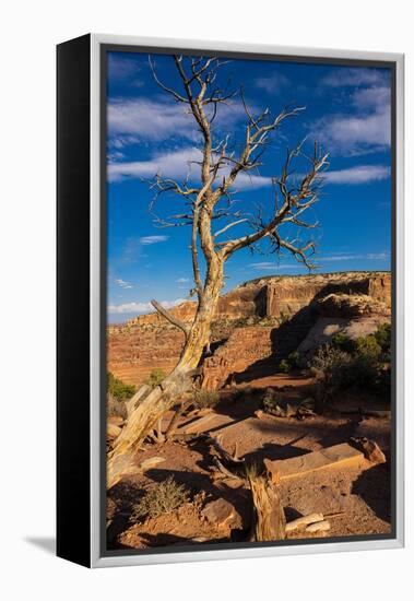 Dead Horse State Park. Utah, USA.-Tom Norring-Framed Premier Image Canvas