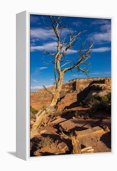 Dead Horse State Park. Utah, USA.-Tom Norring-Framed Premier Image Canvas