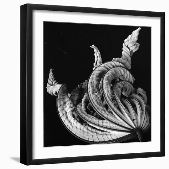 Dead Leaf, Hawaii, 1982-Brett Weston-Framed Photographic Print