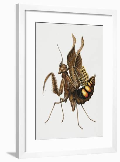 Dead-Leaf Mantis (Acanthops Falcata), Acanthopidae, Artwork by Brigette James-null-Framed Giclee Print