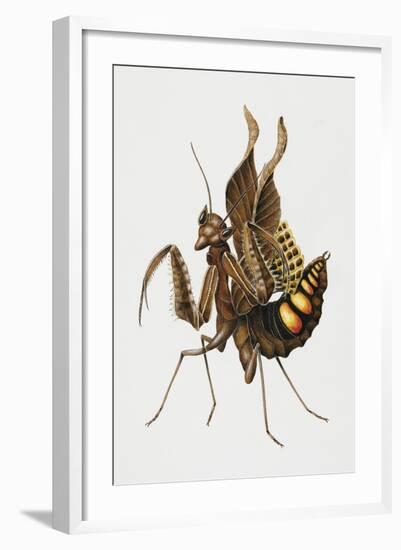 Dead-Leaf Mantis (Acanthops Falcata), Acanthopidae, Artwork by Brigette James-null-Framed Giclee Print