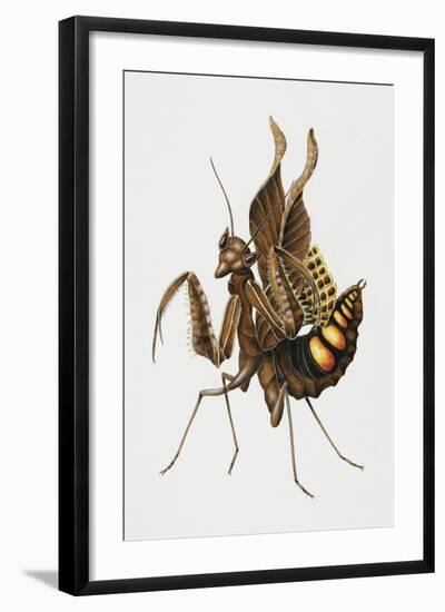 Dead-Leaf Mantis (Acanthops Falcata), Acanthopidae, Artwork by Brigette James-null-Framed Giclee Print