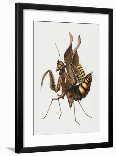 Dead-Leaf Mantis (Acanthops Falcata), Acanthopidae, Artwork by Brigette James-null-Framed Giclee Print