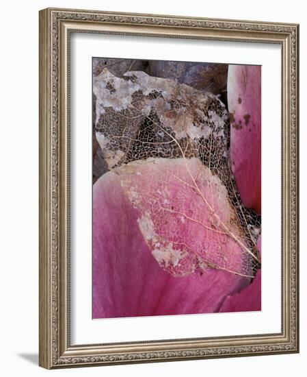 Dead Leaf, Seattle, Washington, USA-William Sutton-Framed Photographic Print