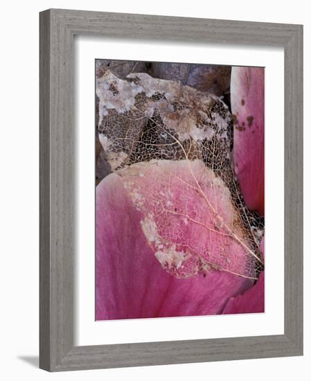 Dead Leaf, Seattle, Washington, USA-William Sutton-Framed Photographic Print