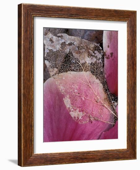 Dead Leaf, Seattle, Washington, USA-William Sutton-Framed Photographic Print