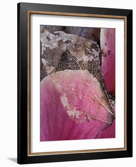 Dead Leaf, Seattle, Washington, USA-William Sutton-Framed Photographic Print