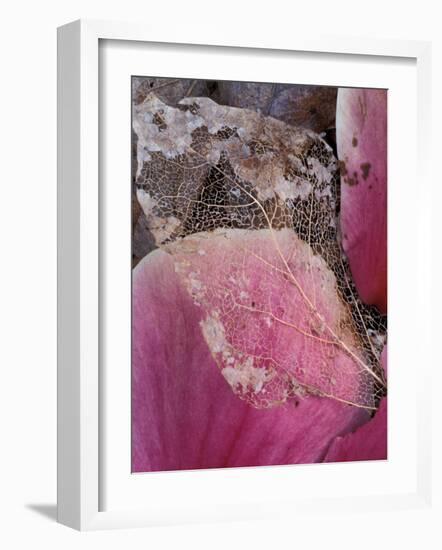 Dead Leaf, Seattle, Washington, USA-William Sutton-Framed Photographic Print
