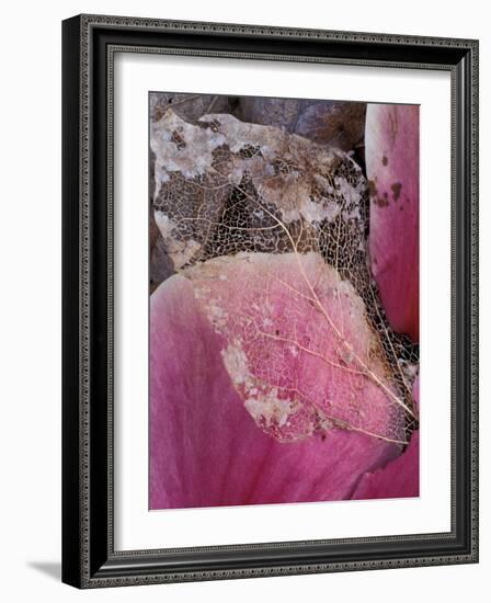 Dead Leaf, Seattle, Washington, USA-William Sutton-Framed Photographic Print