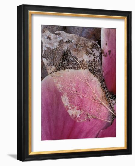 Dead Leaf, Seattle, Washington, USA-William Sutton-Framed Photographic Print