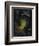 Dead Man's Fingers-Philip Henry Gosse-Framed Giclee Print