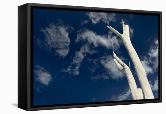 Dead pine trees, Lover's Key State Park, Florida-Maresa Pryor-Framed Premier Image Canvas