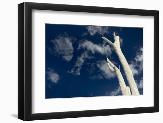 Dead pine trees, Lover's Key State Park, Florida-Maresa Pryor-Framed Photographic Print