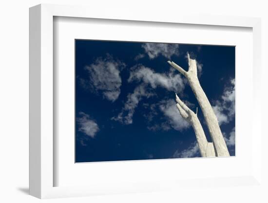 Dead pine trees, Lover's Key State Park, Florida-Maresa Pryor-Framed Photographic Print