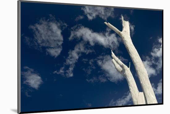 Dead pine trees, Lover's Key State Park, Florida-Maresa Pryor-Mounted Photographic Print