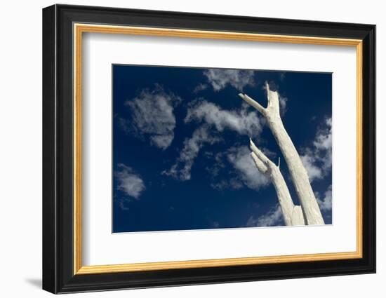 Dead pine trees, Lover's Key State Park, Florida-Maresa Pryor-Framed Photographic Print