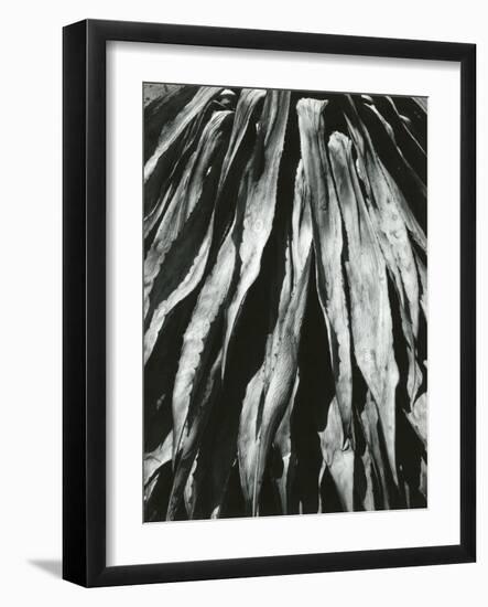 Dead Succulent, Baja, California, 1964-Brett Weston-Framed Photographic Print