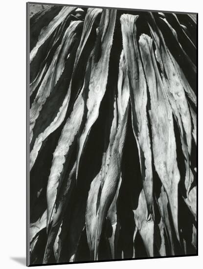 Dead Succulent, Baja, California, 1964-Brett Weston-Mounted Photographic Print