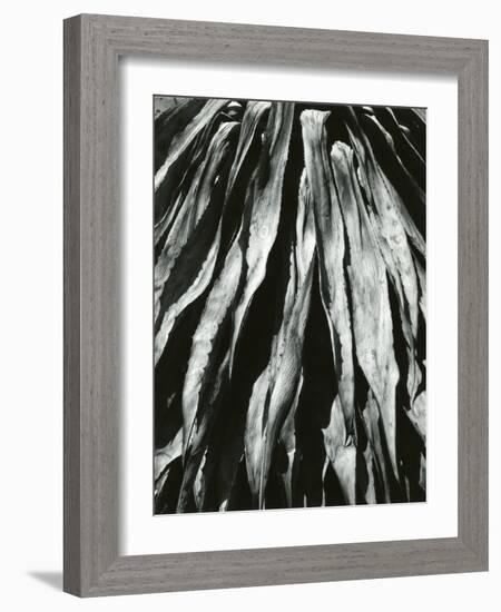 Dead Succulent, Baja, California, 1967-Brett Weston-Framed Photographic Print