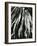 Dead Succulent, Baja, California, 1967-Brett Weston-Framed Photographic Print