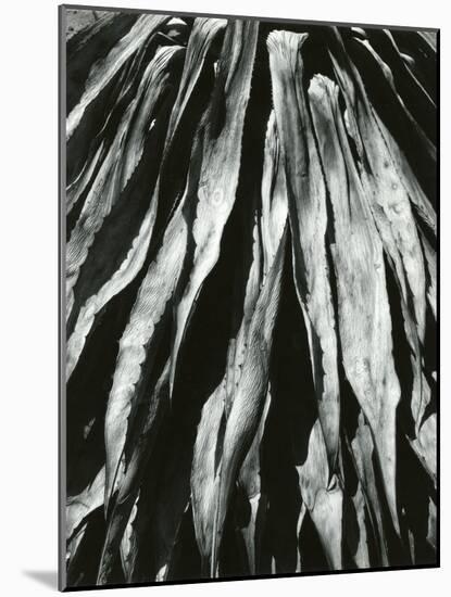 Dead Succulent, Baja, California, 1967-Brett Weston-Mounted Photographic Print