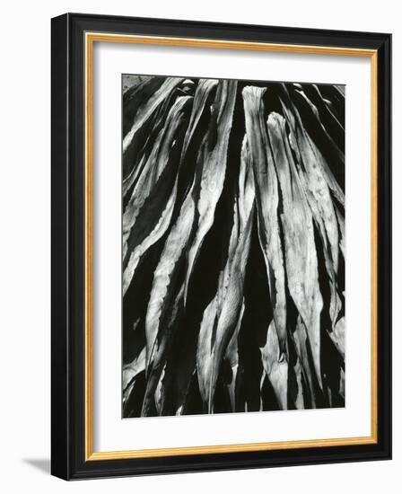Dead Succulent, Baja, California, 1967-Brett Weston-Framed Photographic Print