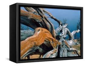 Dead tree, Bryce Canyon National Park, Utah, USA-Roland Gerth-Framed Premier Image Canvas