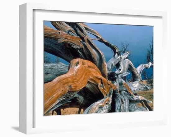 Dead tree, Bryce Canyon National Park, Utah, USA-Roland Gerth-Framed Photographic Print