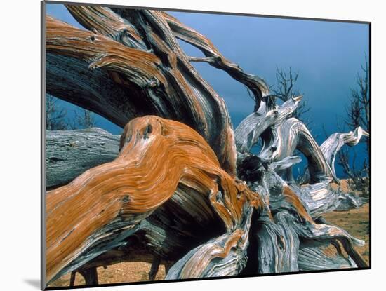Dead tree, Bryce Canyon National Park, Utah, USA-Roland Gerth-Mounted Photographic Print