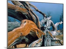 Dead tree, Bryce Canyon National Park, Utah, USA-Roland Gerth-Mounted Photographic Print
