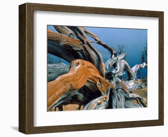 Dead tree, Bryce Canyon National Park, Utah, USA-Roland Gerth-Framed Photographic Print