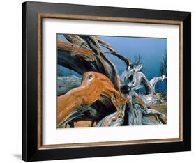 Dead tree, Bryce Canyon National Park, Utah, USA-Roland Gerth-Framed Photographic Print