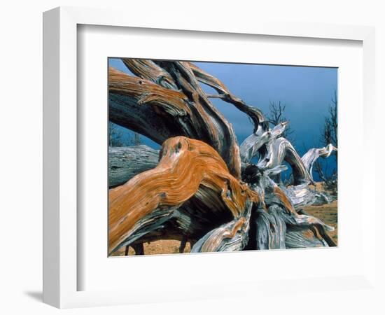 Dead tree, Bryce Canyon National Park, Utah, USA-Roland Gerth-Framed Photographic Print