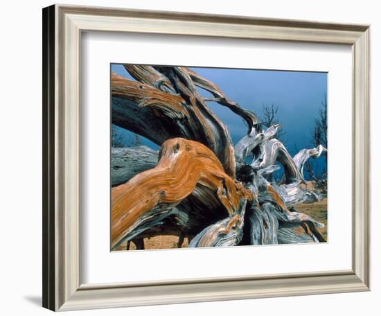 Dead tree, Bryce Canyon National Park, Utah, USA-Roland Gerth-Framed Photographic Print