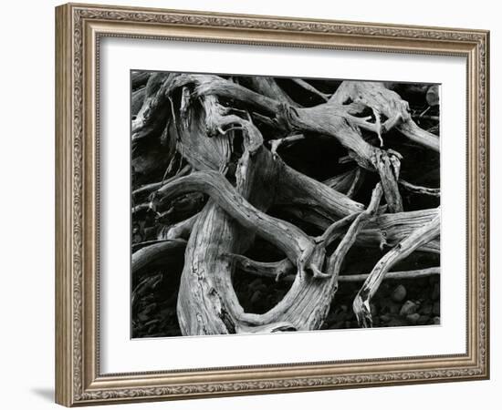 Dead Tree, c. 1970-Brett Weston-Framed Photographic Print
