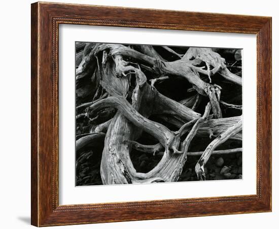 Dead Tree, c. 1970-Brett Weston-Framed Photographic Print