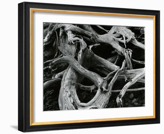 Dead Tree, c. 1970-Brett Weston-Framed Photographic Print