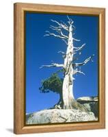 Dead tree in the Yosemite National Park, California, USA-Roland Gerth-Framed Premier Image Canvas