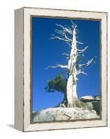 Dead tree in the Yosemite National Park, California, USA-Roland Gerth-Framed Premier Image Canvas