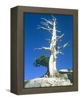 Dead tree in the Yosemite National Park, California, USA-Roland Gerth-Framed Premier Image Canvas