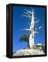 Dead tree in the Yosemite National Park, California, USA-Roland Gerth-Framed Premier Image Canvas