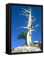 Dead tree in the Yosemite National Park, California, USA-Roland Gerth-Framed Premier Image Canvas