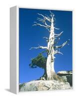 Dead tree in the Yosemite National Park, California, USA-Roland Gerth-Framed Premier Image Canvas