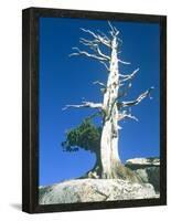 Dead tree in the Yosemite National Park, California, USA-Roland Gerth-Framed Premier Image Canvas