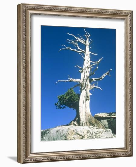 Dead tree in the Yosemite National Park, California, USA-Roland Gerth-Framed Photographic Print